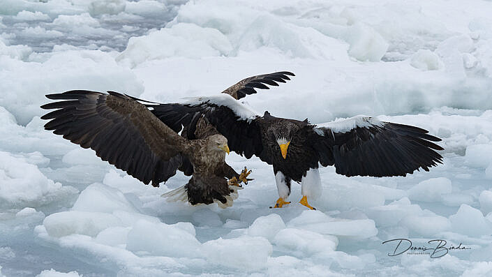 Stellers Zeearend en Zeearend - Steller's Sea-Eagle and White-tailed Eagle