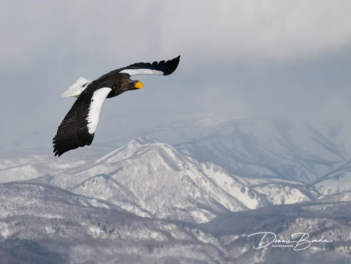 Stellers Zeearend - Steller's Sea-Eagle - Haliaeetus pelagicus