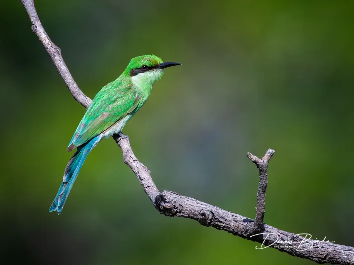 Swallow-tailed Bee-eater - Merops hirundineus - Zwaluwstaartbijeneter