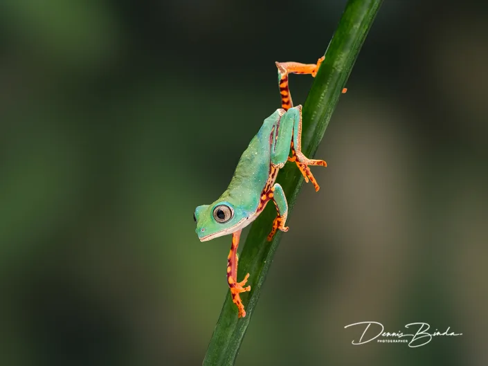Tiger Leg Monkey Tree Frog - Phylomedhusa tomopterna