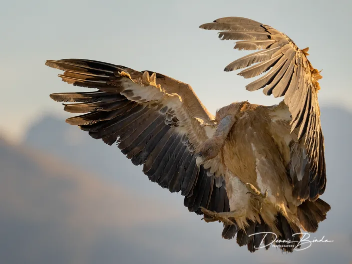 Vale Gier - Eurasian Griffon - Gyps fulvus