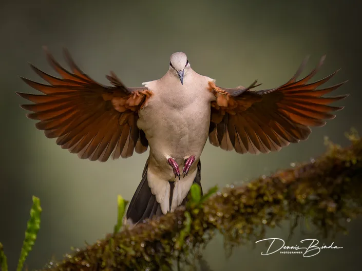 Verreauxs duif - White-tipped dove - Leptotila verreauxi