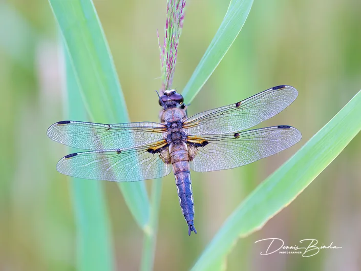 Viervlek - Four-spotted chaser - Libellula quadrimaculata