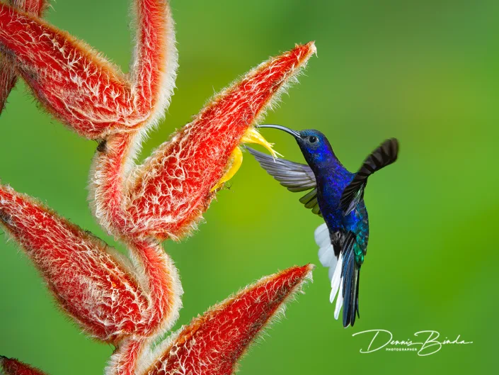 Violette sabelvleugel - Violet Sabrewing - Campylopterus hemileucurus