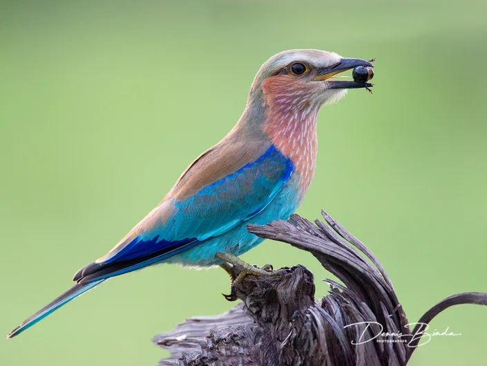 Vorkstaartscharrelaar - Lilac-breasted Roller - Coracias caudatus