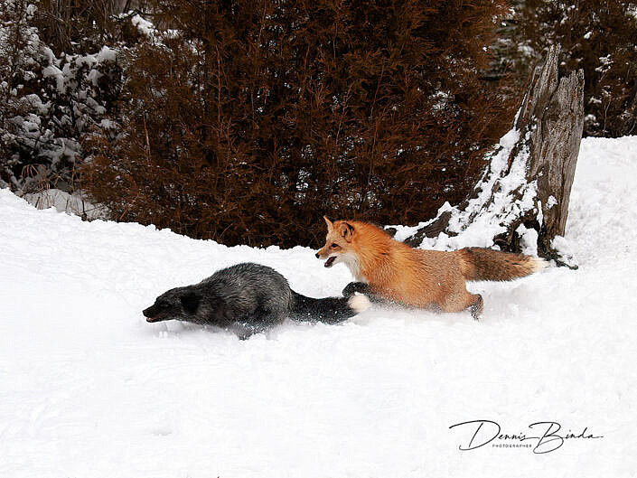 Vos en Zilvervos - Red fox and Silver fox - Vulpes vulpes