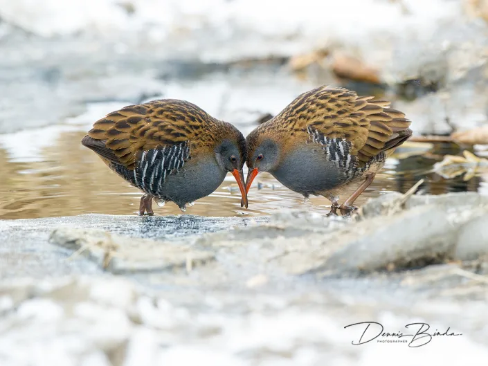 Waterral - Water rail - Rallus aquaticus