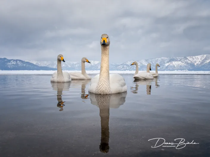 Wilde Zwaan - Whooper Swan - Cygnus cygnus
