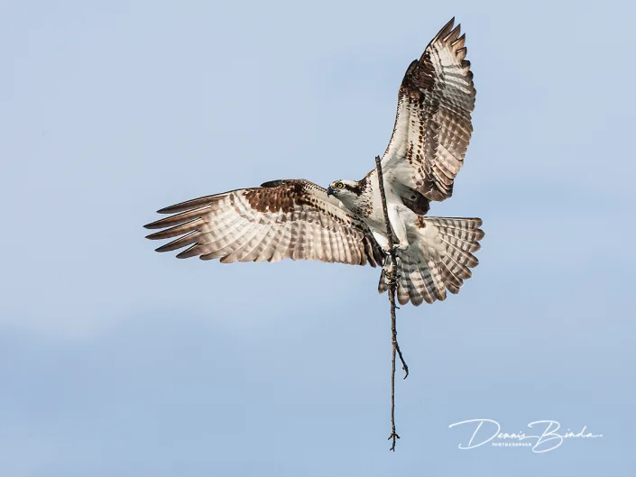 Visarend - Osprey - Pandion haliaetus