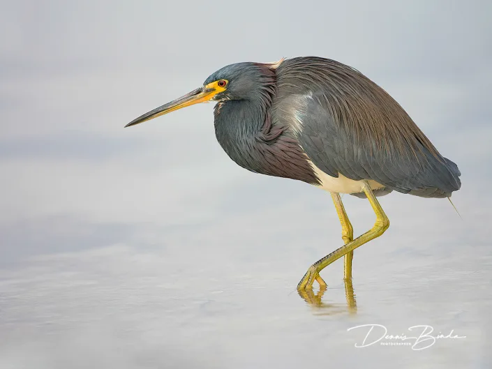 Witbuikreiger - Tricolored Heron - Egretta tricolor