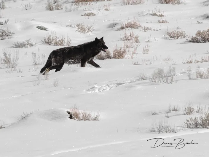 Wolf - Canus lupus