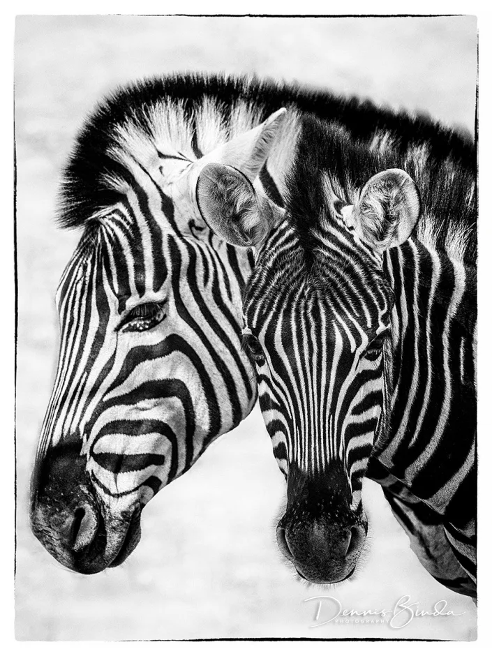 Zebra - Equus quagga