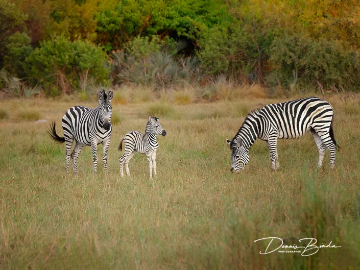 Zebra - Equus quagga