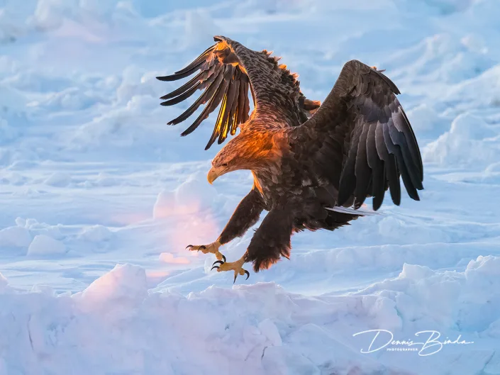 Zeearend - White-tailed Eagle - Haliaeetus albicilla