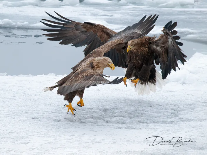 Zeearend - White-tailed Eagle - Haliaeetus albicilla