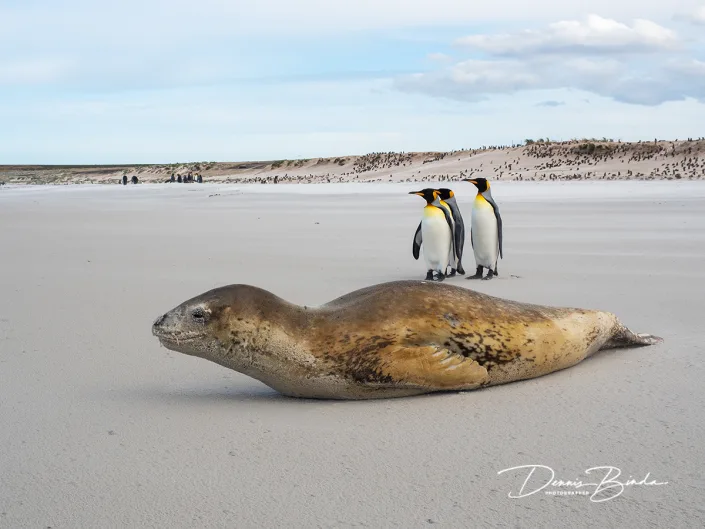 Zeeluipaard - Leopard Seal - Hydrurga leptonyx