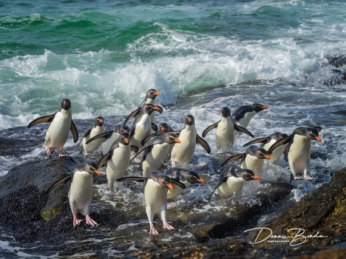 Zuidelijke Rotspinguïn - Southern Rockhopper Penguin - Eudyptes chrysocome