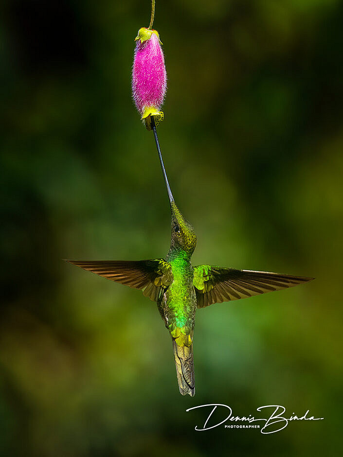 Zwaardkolibrie - Sword-billed hummingbird - Ensifera ensifera