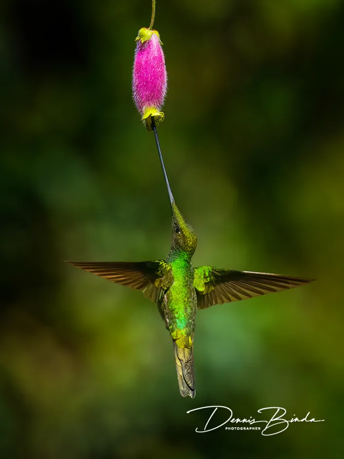 Zwaardkolibrie - Sword-billed hummingbird - Ensifera ensifera