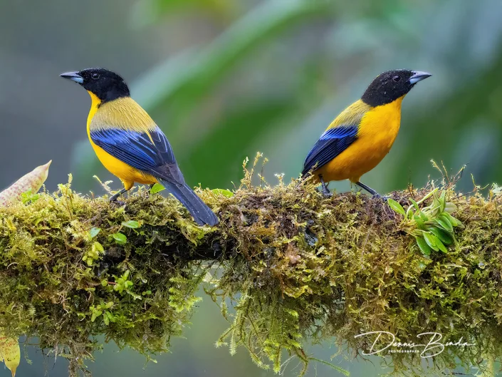 Zwartkinbergtangare - Black-chinned Mountain-tanager - Anisognathus notabilis