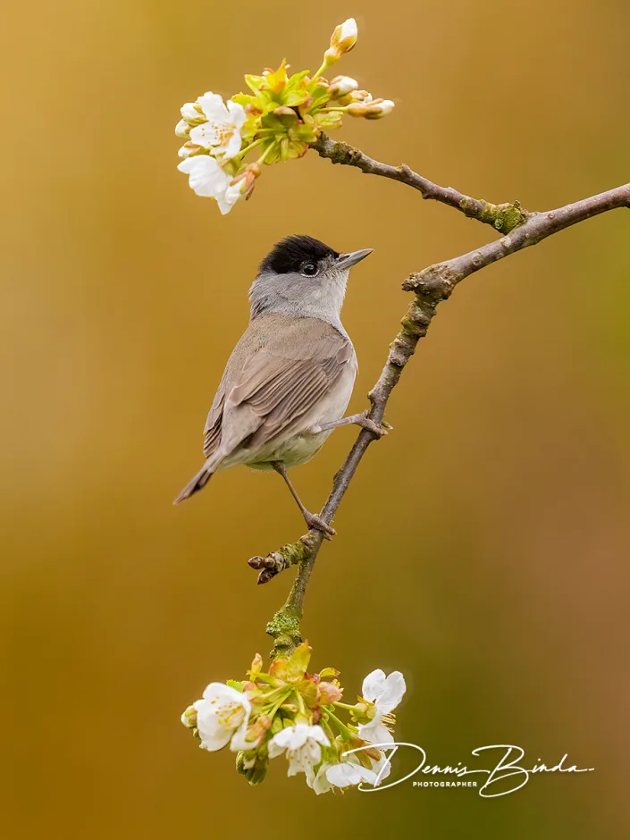 Zwartkopmees - Eurasian Blackcap - Silvia atricapilla