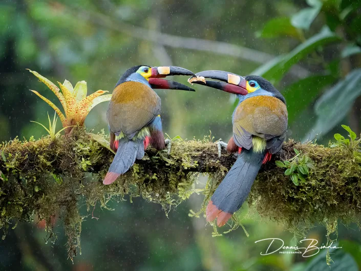 Zwartkruinbergtoekan - Plate-billed Mountain-toucan - Andigena laminirostris