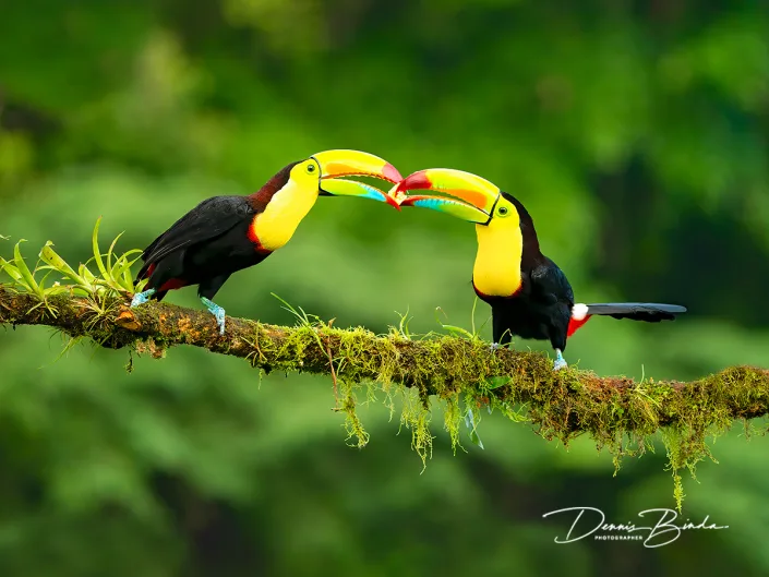 Zwavelborsttoekan - Keel-billed toucan - Ramphastos sulfuratus