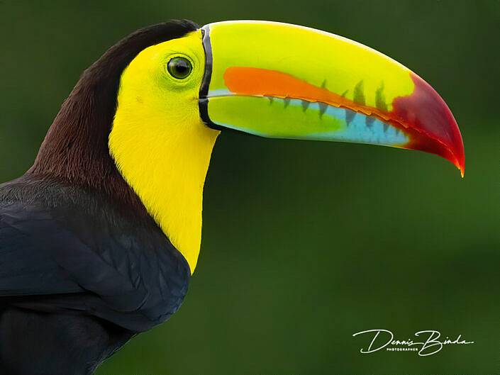Zwavelborsttoekan - Keel-billed toucan - Ramphastos sulfuratus