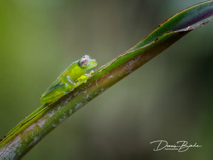 Dwarf Glass Frog - Teratohyla spinosa