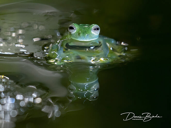 Emerald Glass Frog - Espadarana prosoblepon