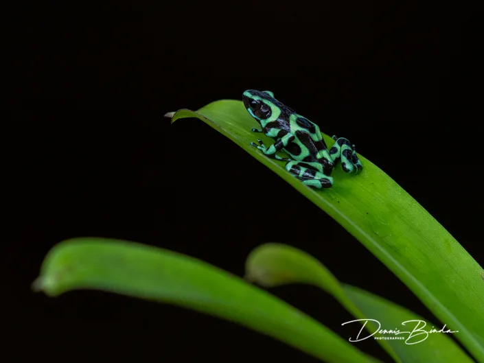 Green-and-black Poison Dart Frog - Gouden gifkikker - Dendrobates auratus