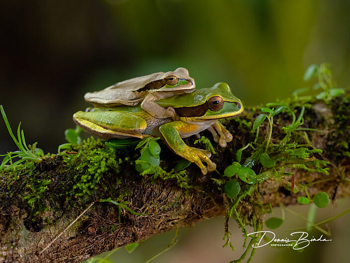 Masked Tree Frog , Smilisca phaeota
