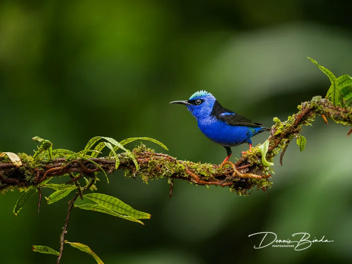 Red-legged honeycreeper (male) - Blauwe suikervogel - Cyanerpes cyaneus