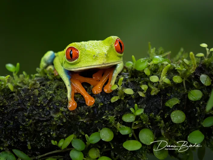 Roodoogmakikikker - Red-eyed Tree Frog - Agalychnis callidryas