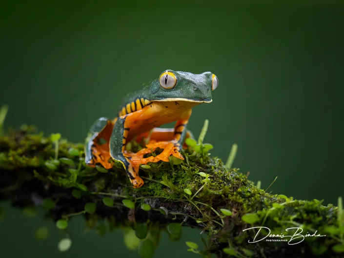 Tiger-legged monkey frog - Zuid-Amerikaanse makikikker - Phyllomedusa hypochondrialis
