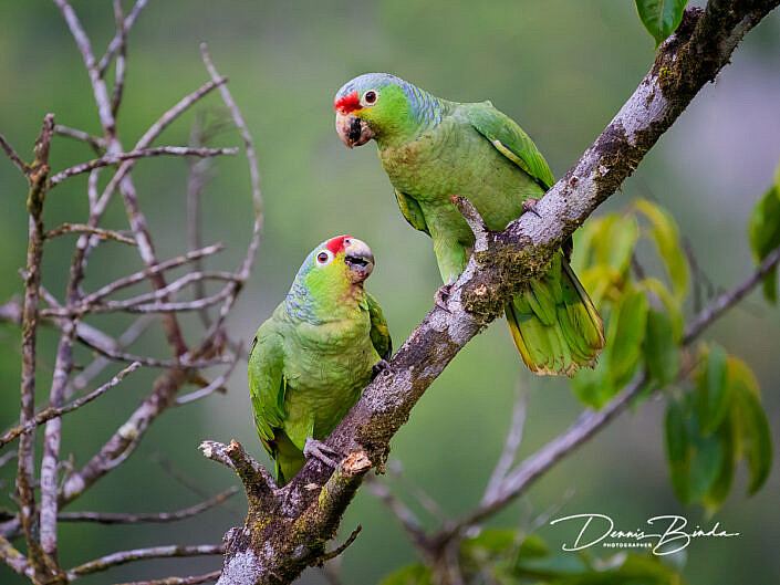 Red-lored parrot - Geelwangamazone - Amazona autumnalis