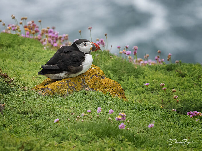 Fratercula arctica - Papegaaiduiker - Atlantic puffin - wildlifepics - dennis binda - birdimage