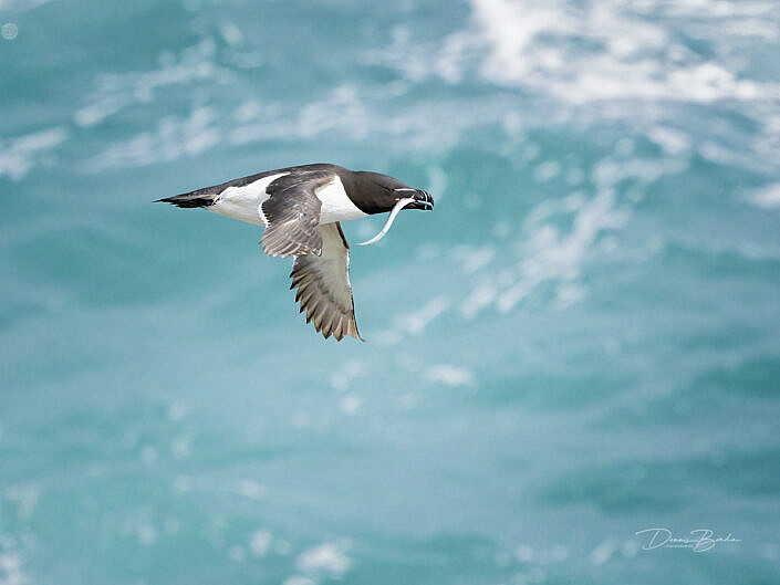 Alk - Razorbill - Alca torda - wildlifepics - dennis binda - birdimage