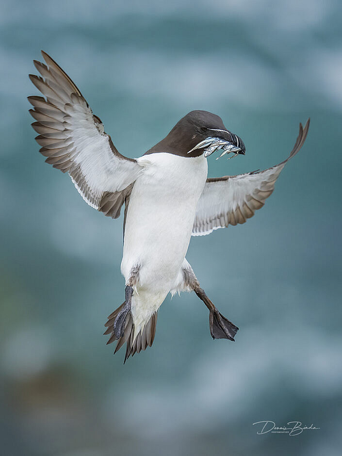 Alk - Razorbill - Alca torda - wildlifepics - dennis binda - birdimage