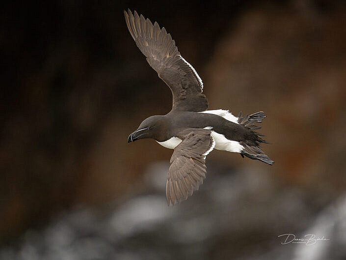 Alk - Razorbill - Alca torda - wildlifepics - dennis binda - birdimage