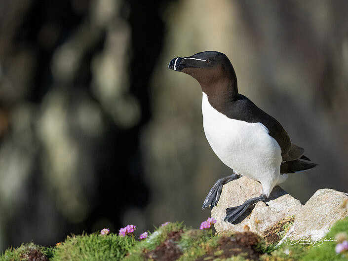 Alk - Razorbill - Alca torda - wildlifepics - dennis binda - birdimage