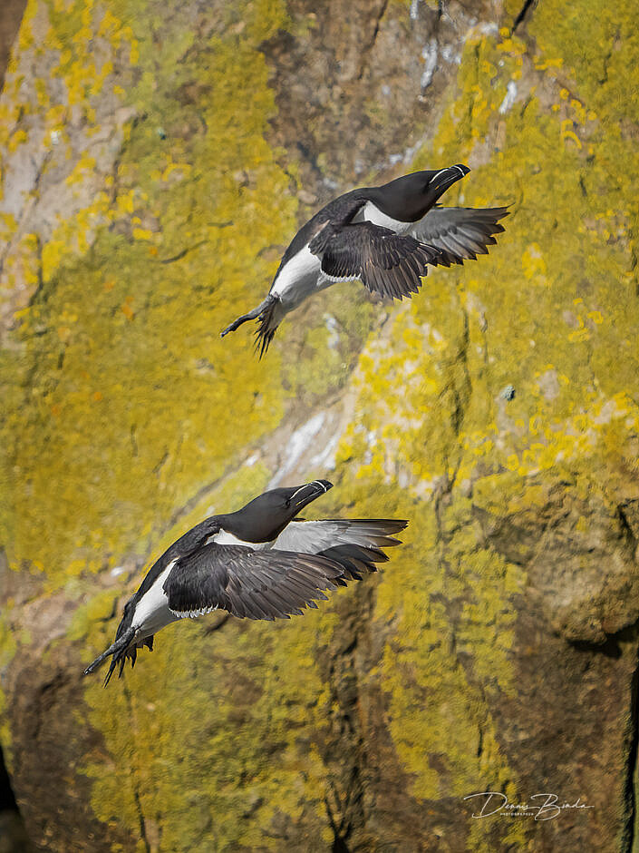 Alk - Razorbill - Alca torda - wildlifepics - dennis binda - birdimage