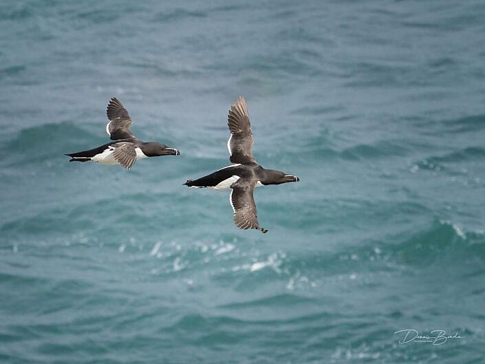 Alk - Razorbill - Alca torda - wildlifepics - dennis binda - birdimage