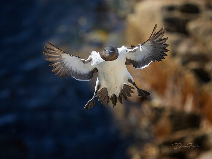 Alk - Razorbill - Alca torda - wildlifepics - dennis binda - birdimage