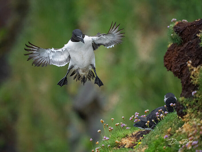 Alk - Razorbill - Alca torda - wildlifepics - dennis binda - birdimage