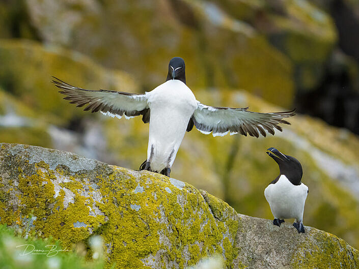 Alk - Razorbill - Alca torda - wildlifepics - dennis binda - birdimage