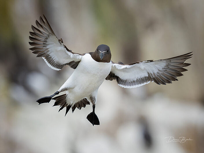 Alk - Razorbill - Alca torda - wildlifepics - dennis binda - birdimage