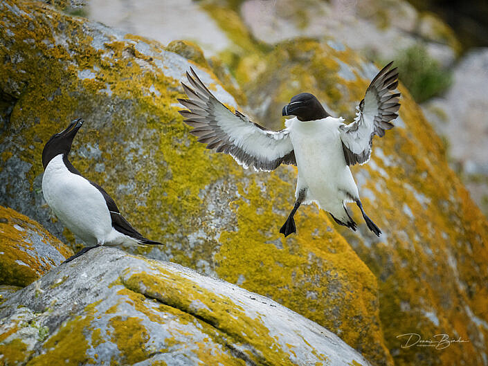 Alk - Razorbill - Alca torda - wildlifepics - dennis binda - birdimage