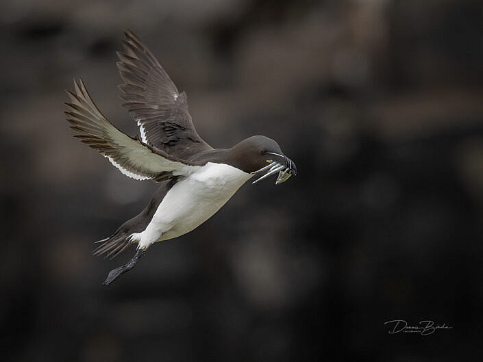 Alk - Razorbill - Alca torda - wildlifepics - dennis binda - birdimage