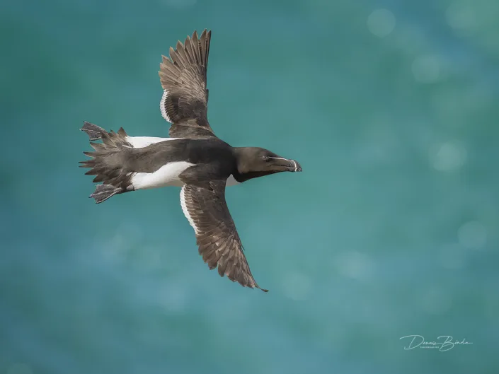 Alk - Razorbill - Alca torda - wildlifepics - dennis binda - birdimage